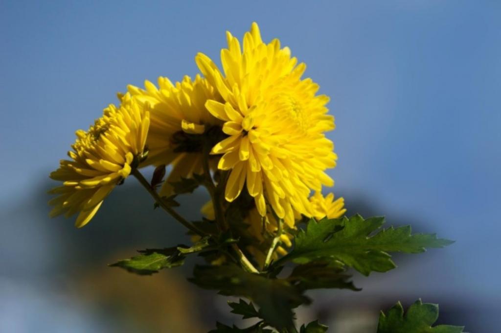 九九重阳节菊花微距摄影