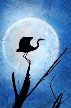 中秋佳节花好月圆风景图片-4