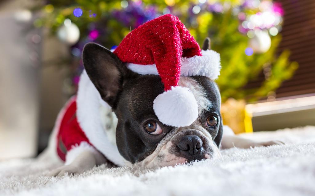 圣诞装的可爱小狗