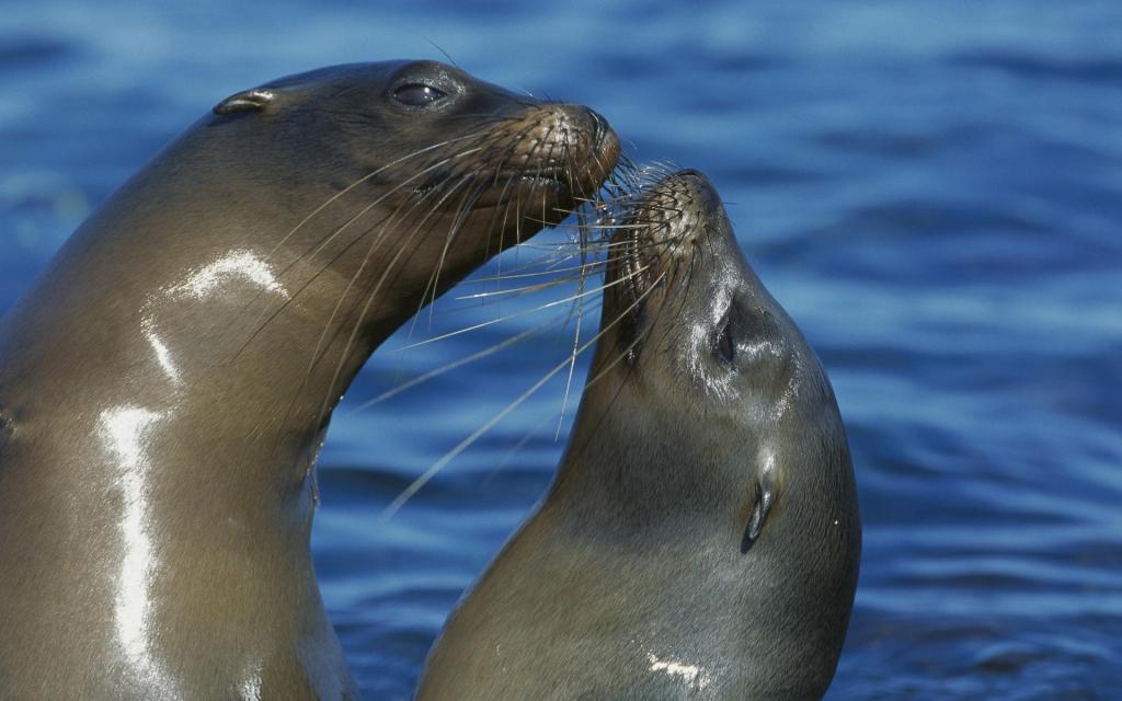 各种动物的亲情图片