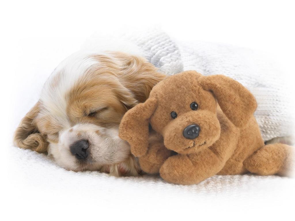 各种动物摄影图片