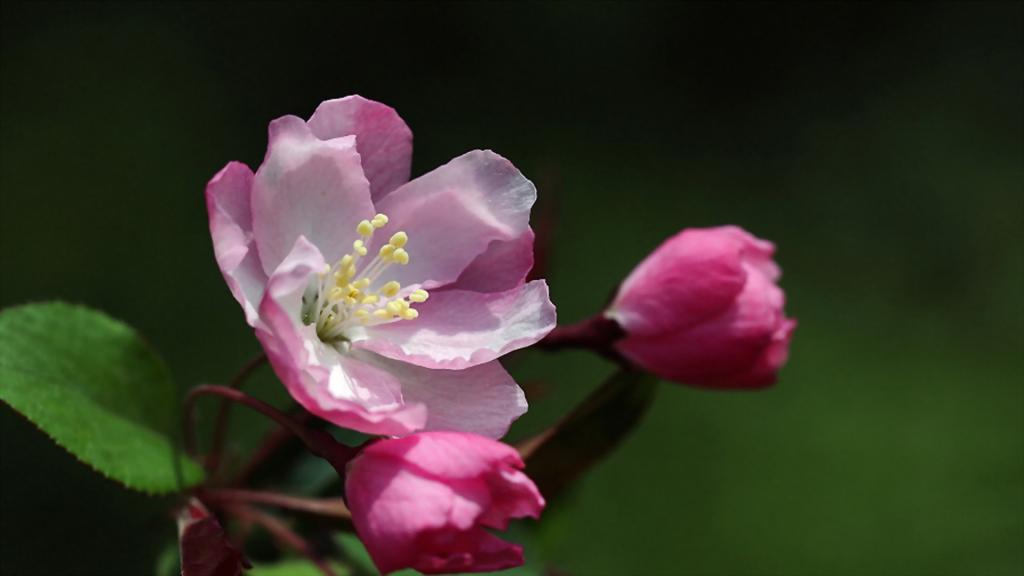 各色各样的娇花