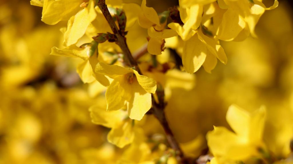 泰国国花金链花清新养眼写真