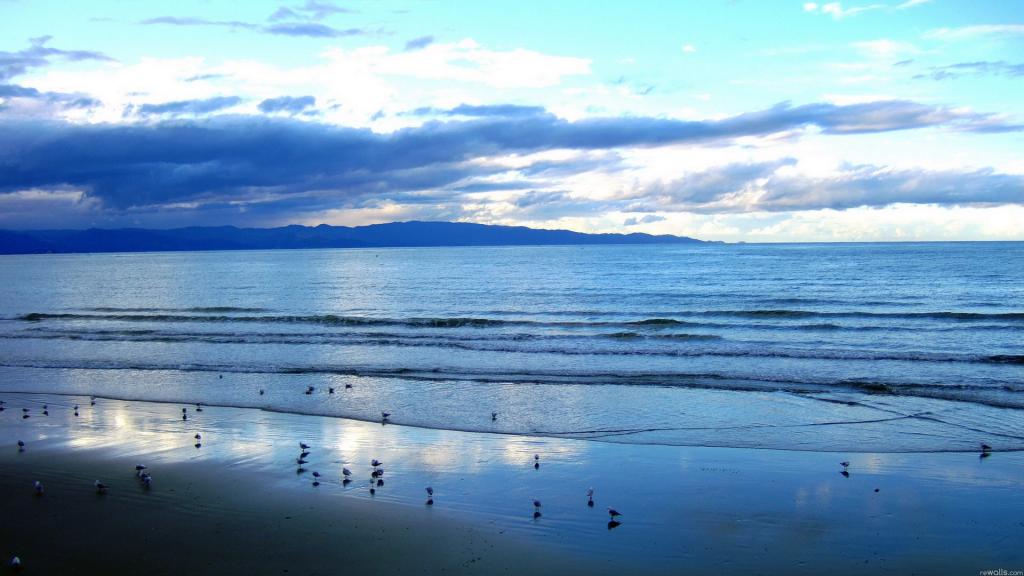 沙滩上的小鸟风景