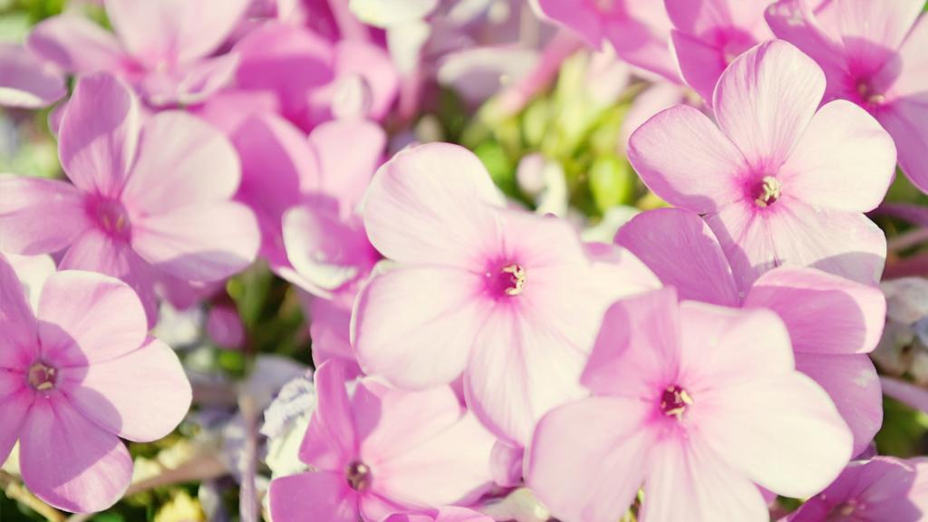 各色各样的娇花