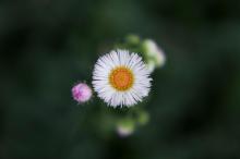 小清新淡雅花朵雏菊特写