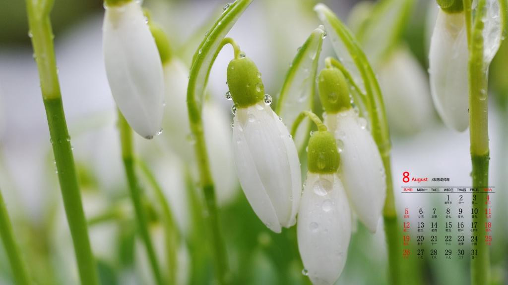 2018年8月楚楚动人的雪滴花写真日历