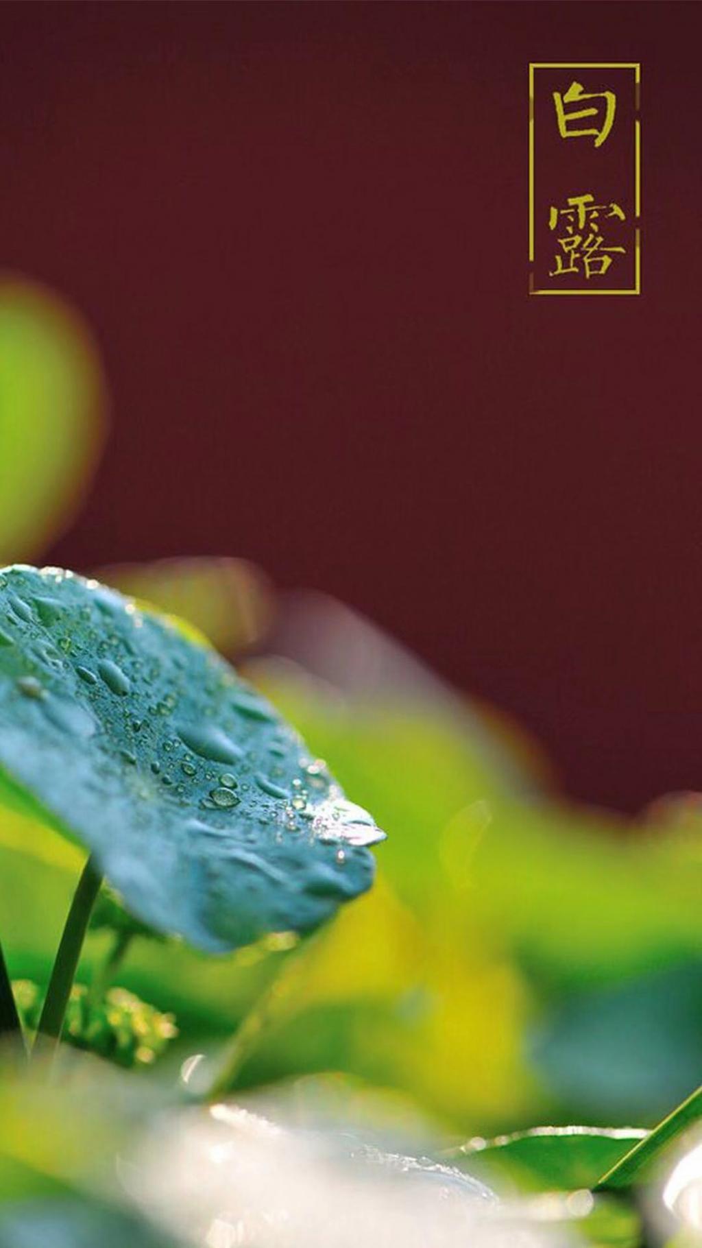 一年的白露即将来到