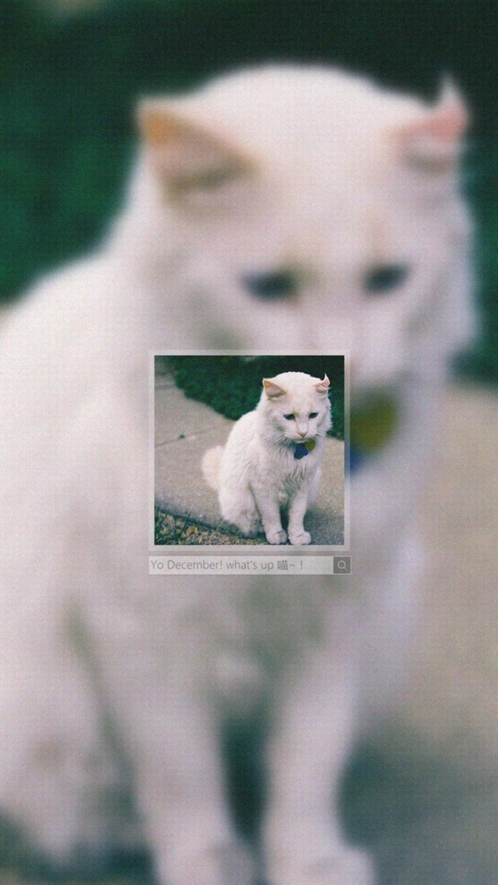 十二月中旬你好