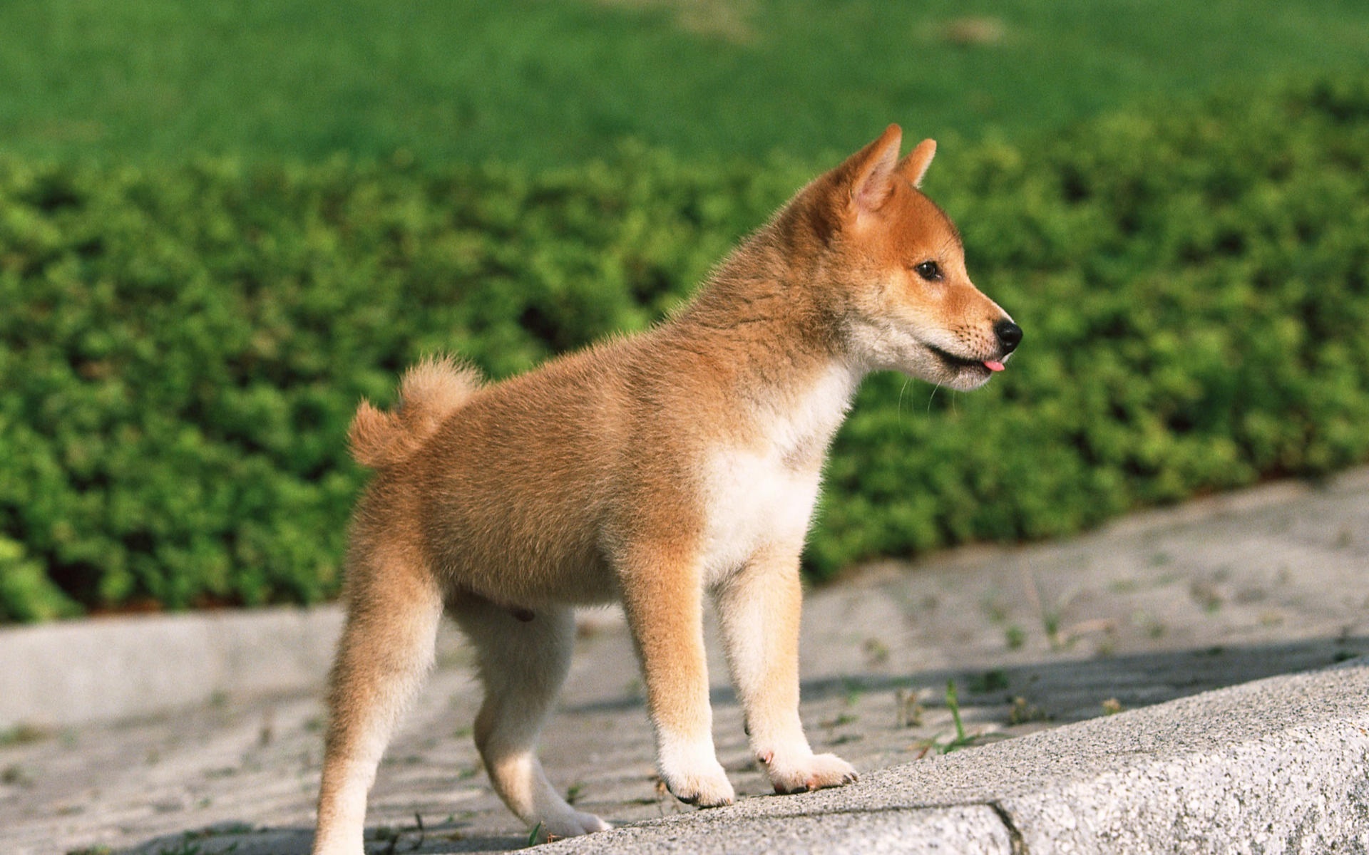 宠物小狗草地玩耍