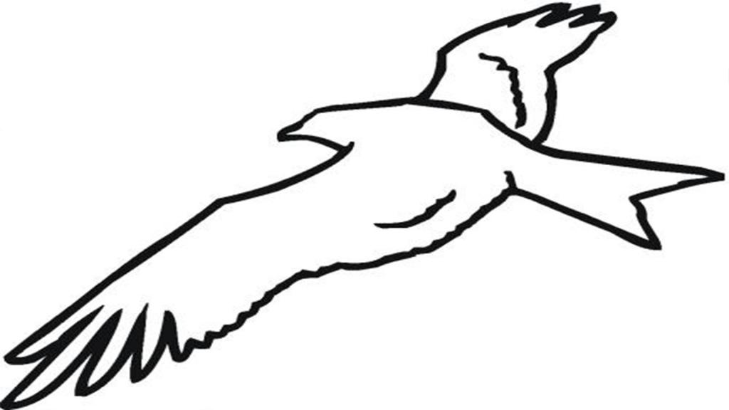 动物简笔画老鹰