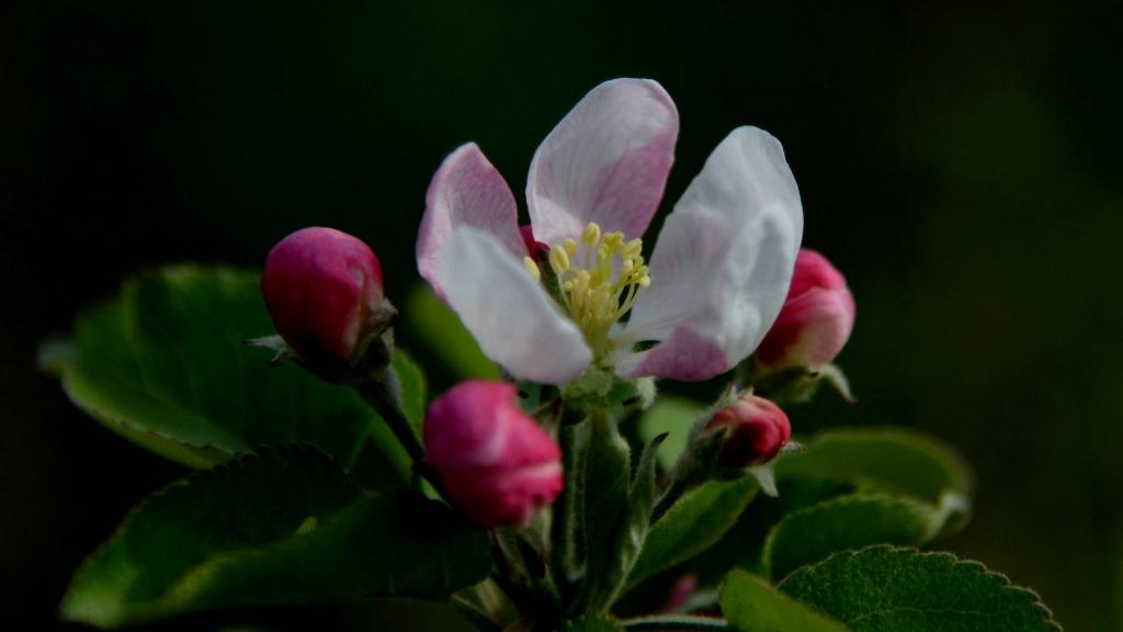 粉白色苹果花图片