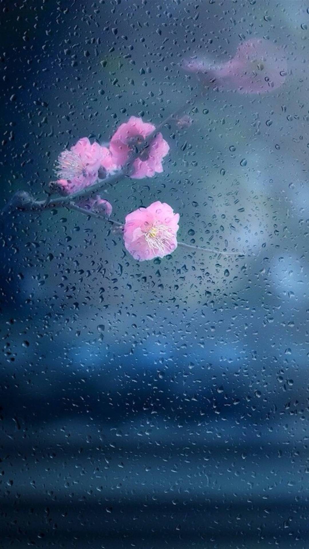 梅花香自苦寒来