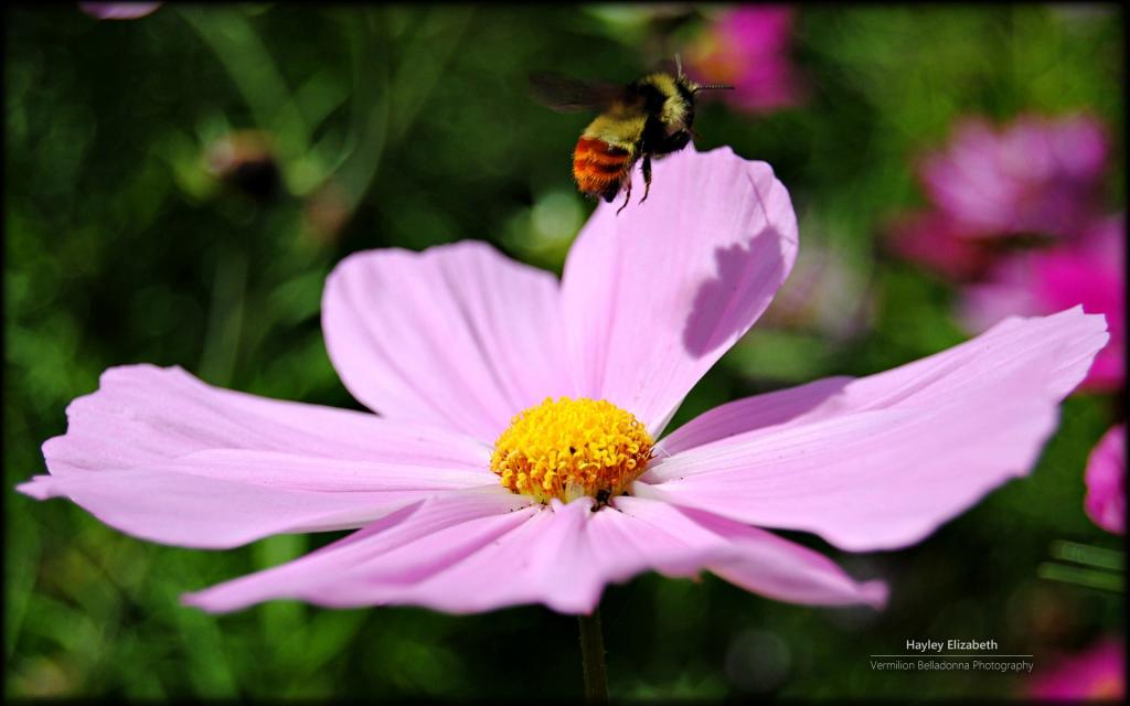 秘密花园微软Win7主题