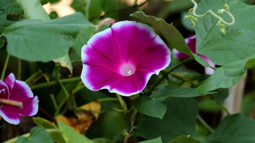 各色各样的牵牛花