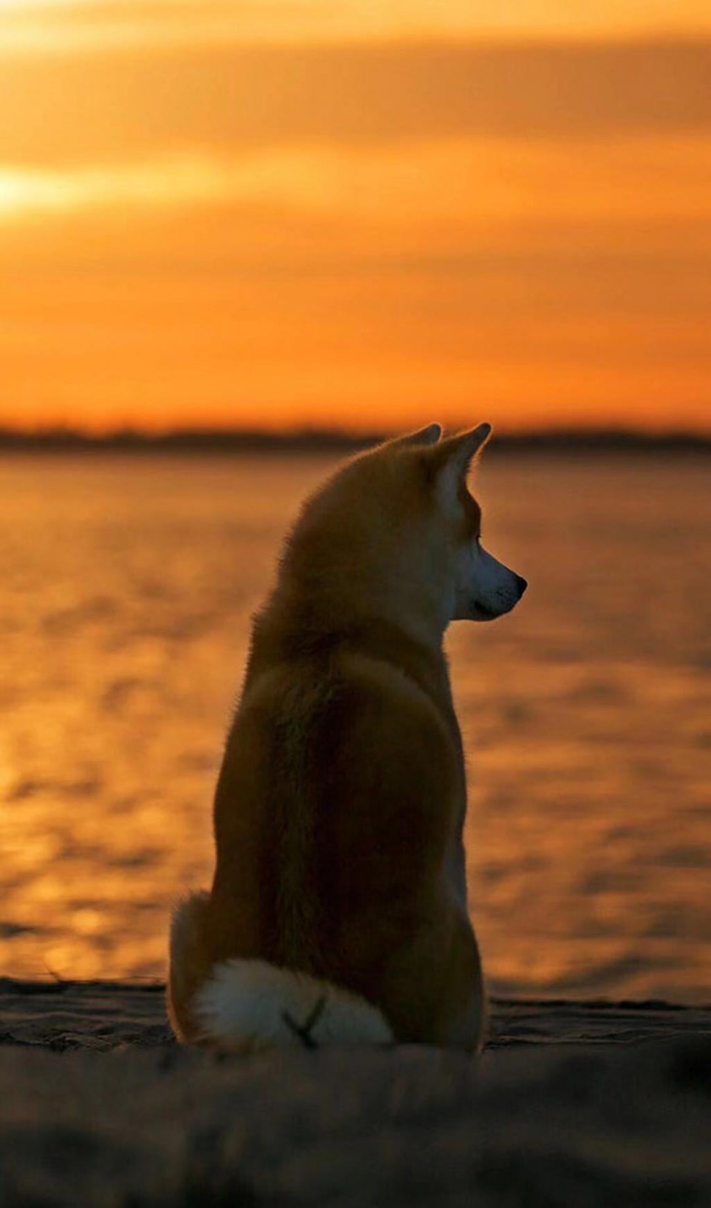勇猛又可爱的秋田犬