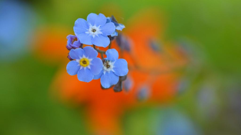 蓝色唯美花卉植物