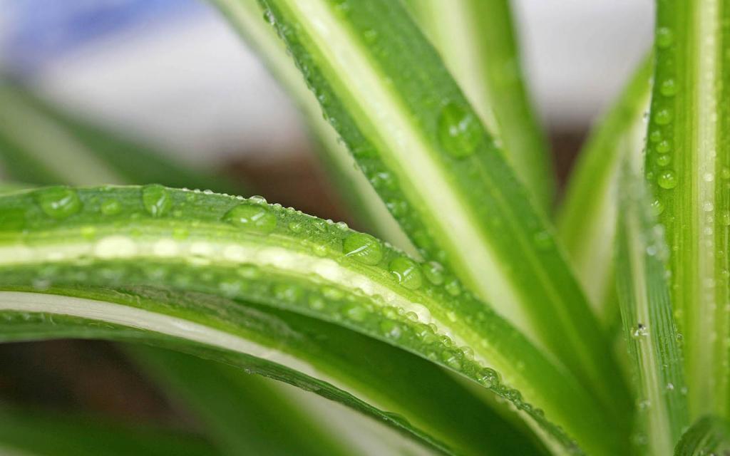 金心吊兰壁纸，喜新厌旧是人的天性，让你常年累月的看着同一款桌面壁纸，难免会产生视觉疲劳，这时换一款新的壁纸是不是你迫切的需要呢？