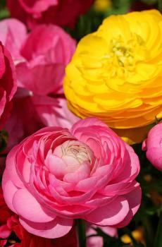 花毛茛缤纷艳丽-6