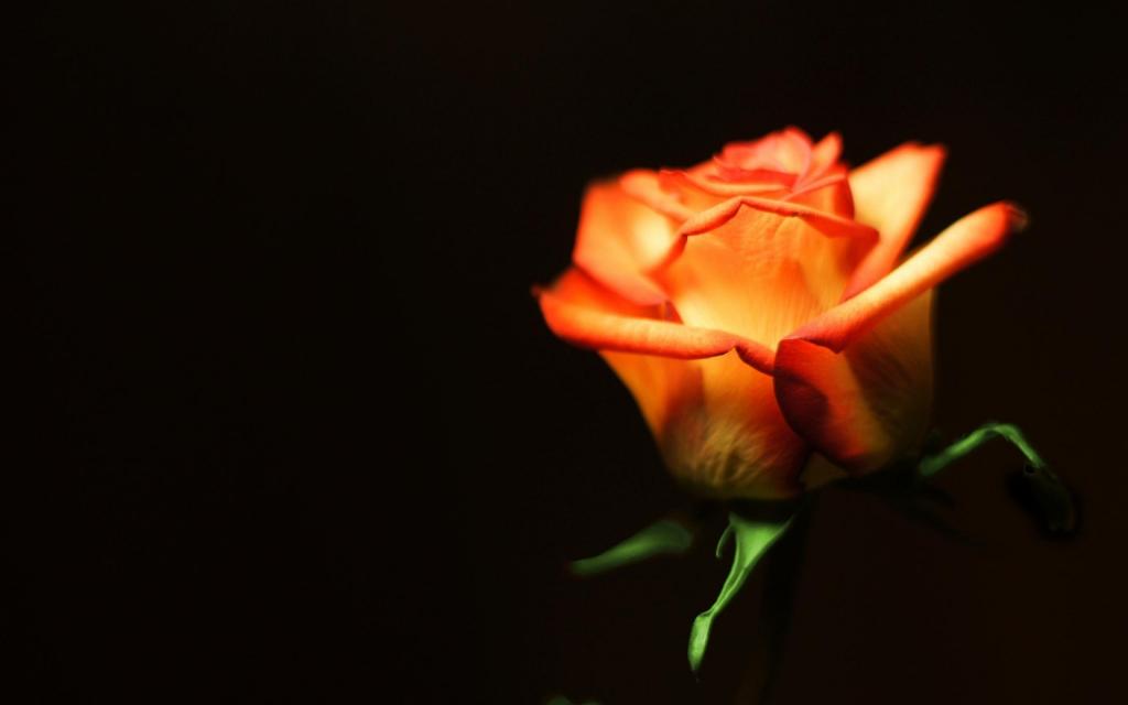 玫瑰花最美花语