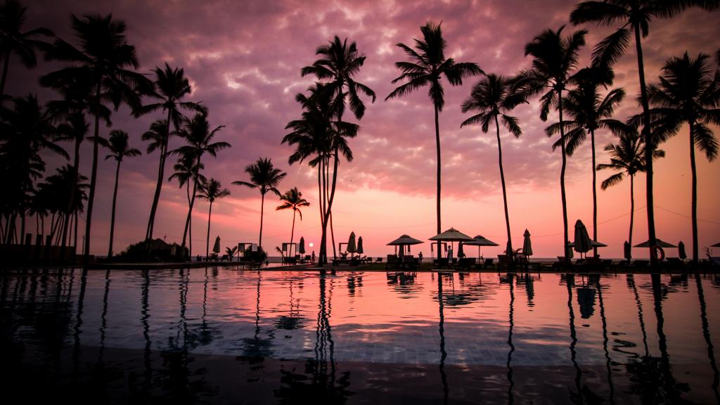 海边如同战士的椰子树