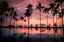 海边如同战士的椰子树