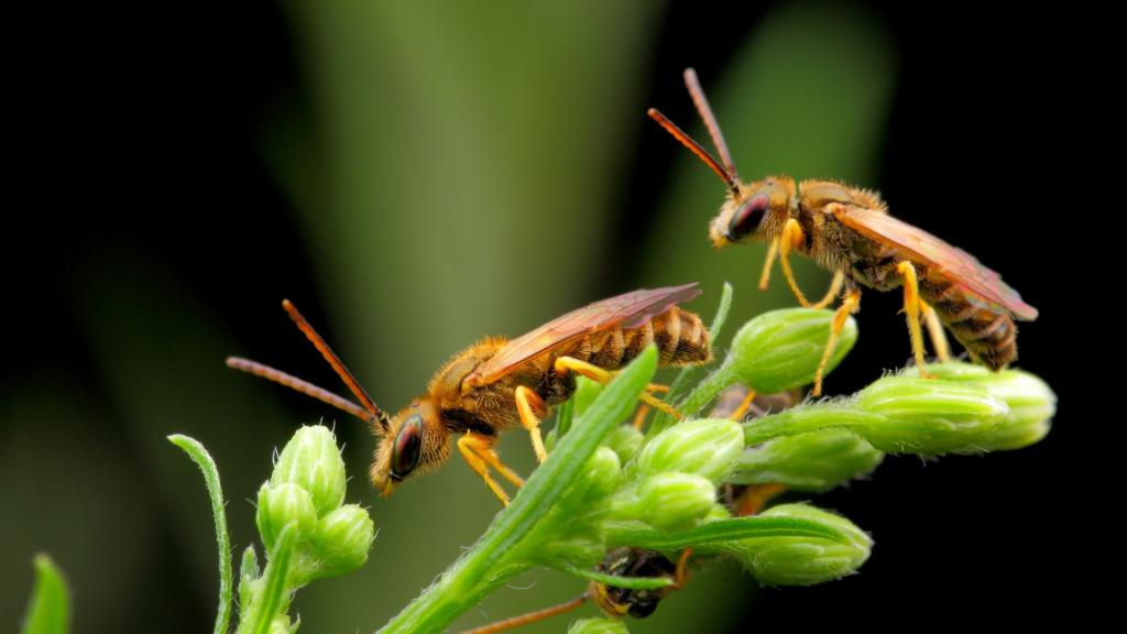 近距离观察昆虫