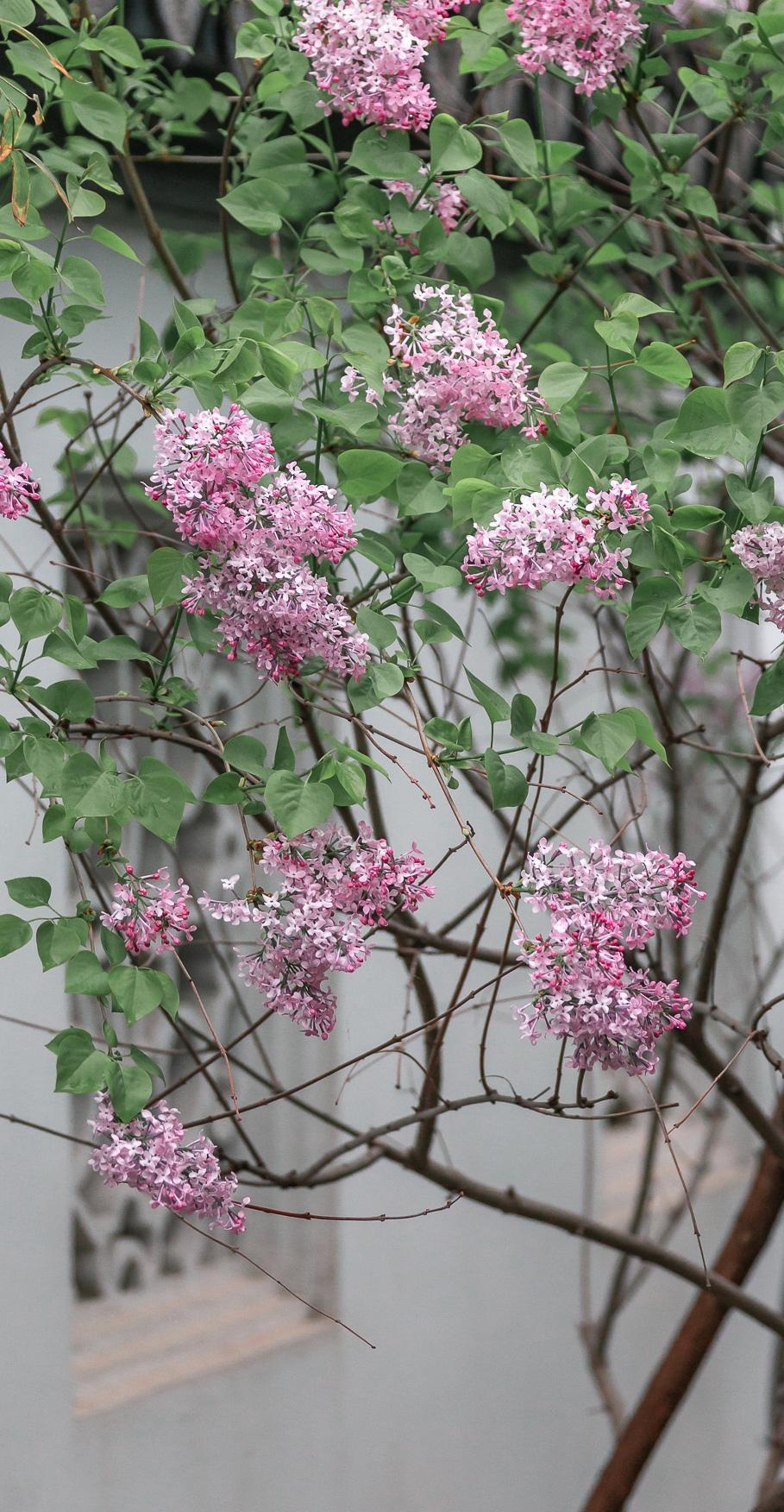 2020京城繁花,忆江南丁香花