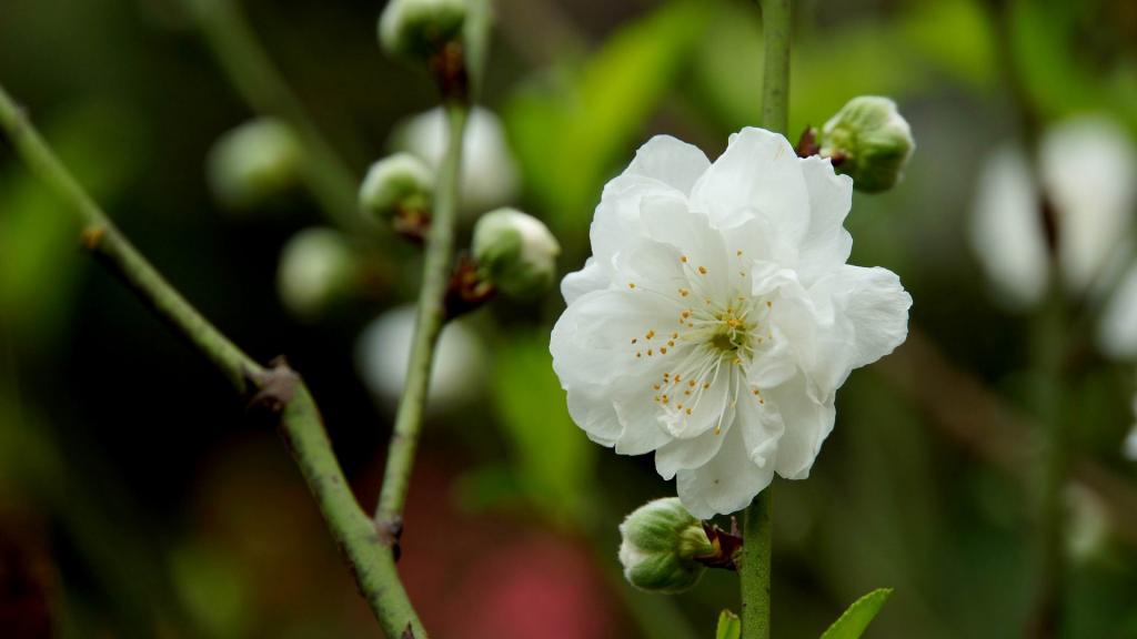 洁白的白碧桃花