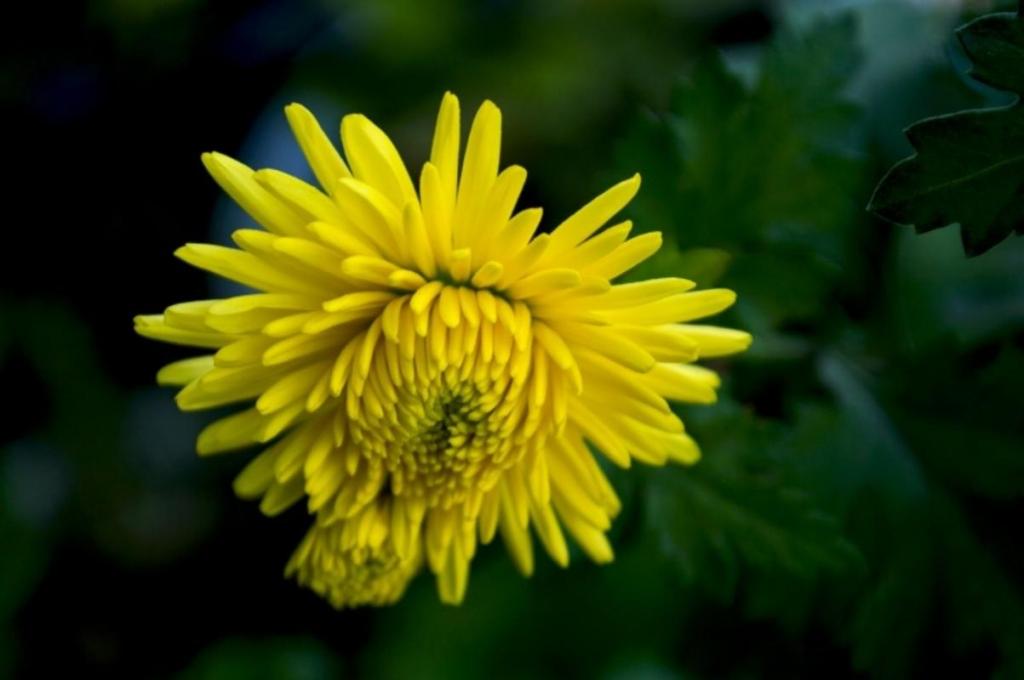 九九重阳节菊花微距摄影