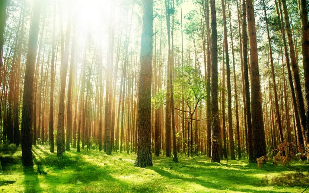 森林里唯美自然风光