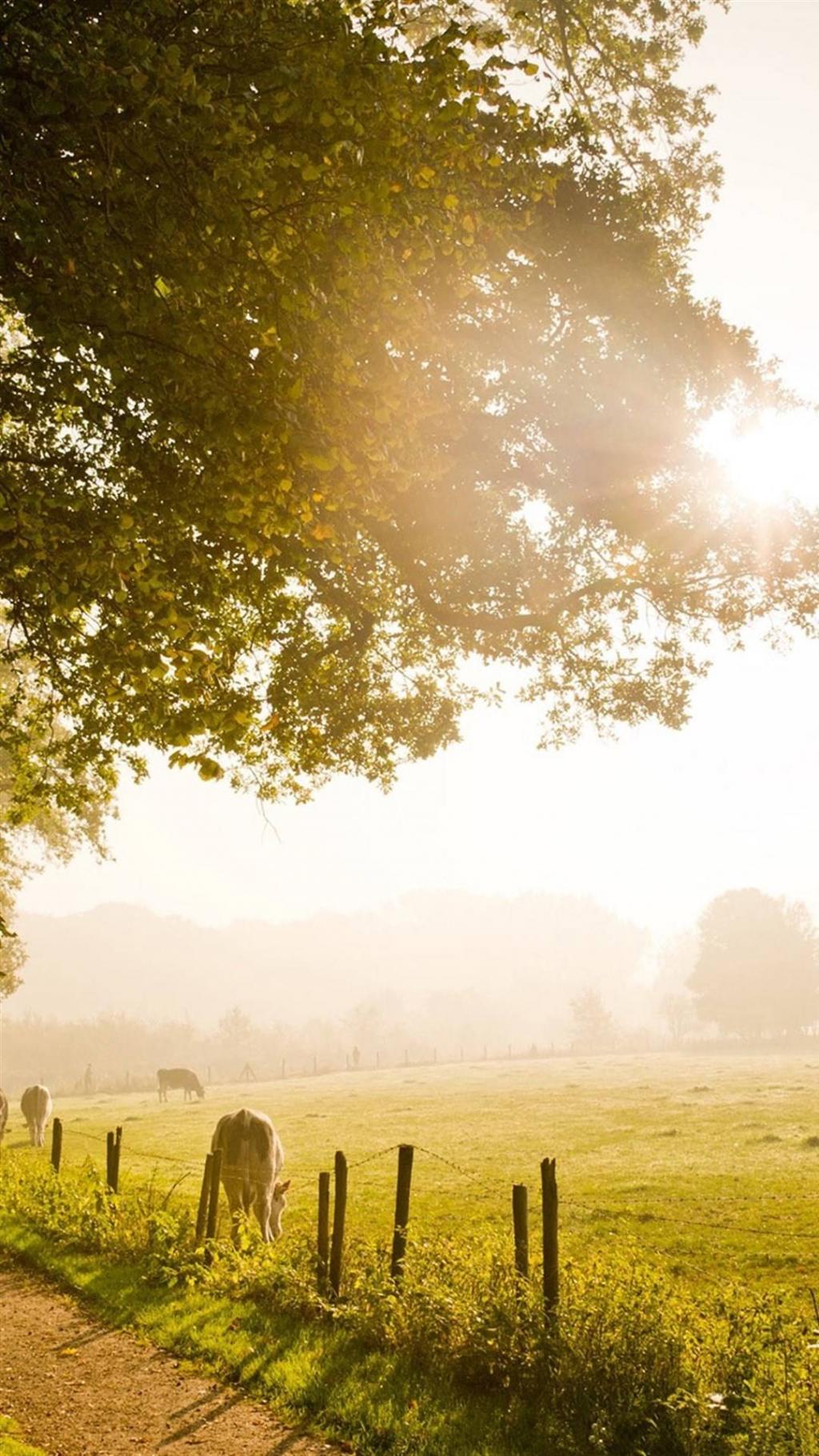 欧美乡村清晨风情