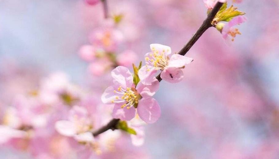 安徽长丰桃园花开