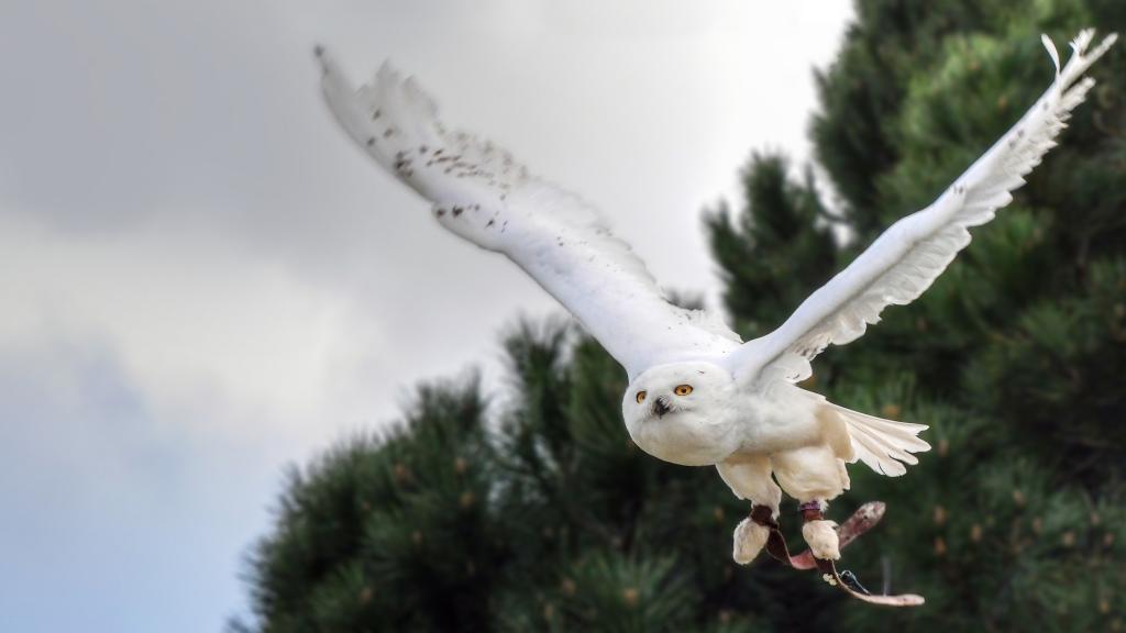 一只飞翔的猫头鹰