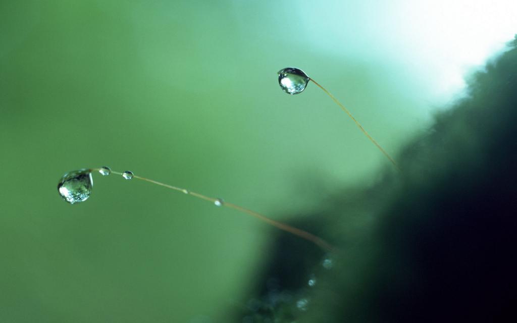绿色植物之露珠水滴
