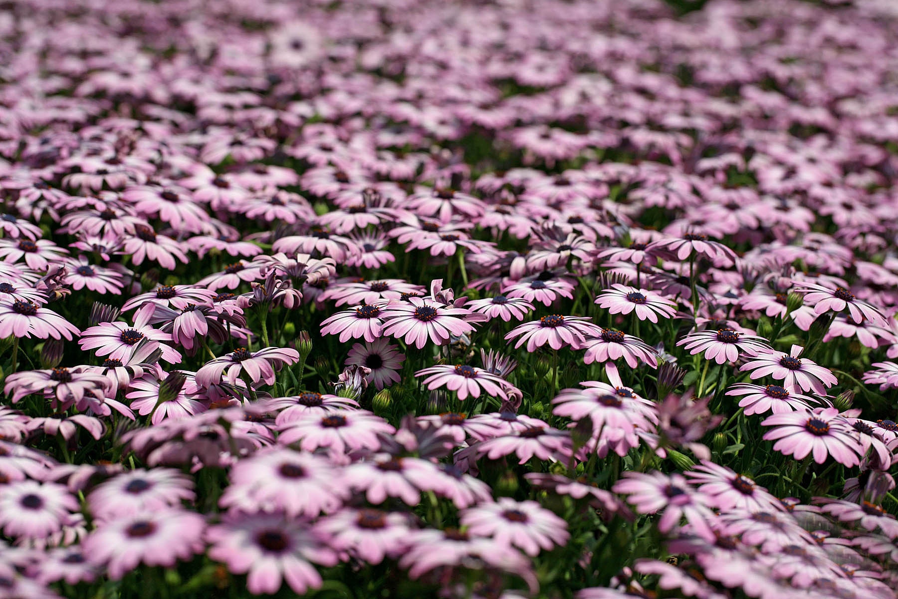 南非万寿菊,高清图片,电脑桌面-壁纸族