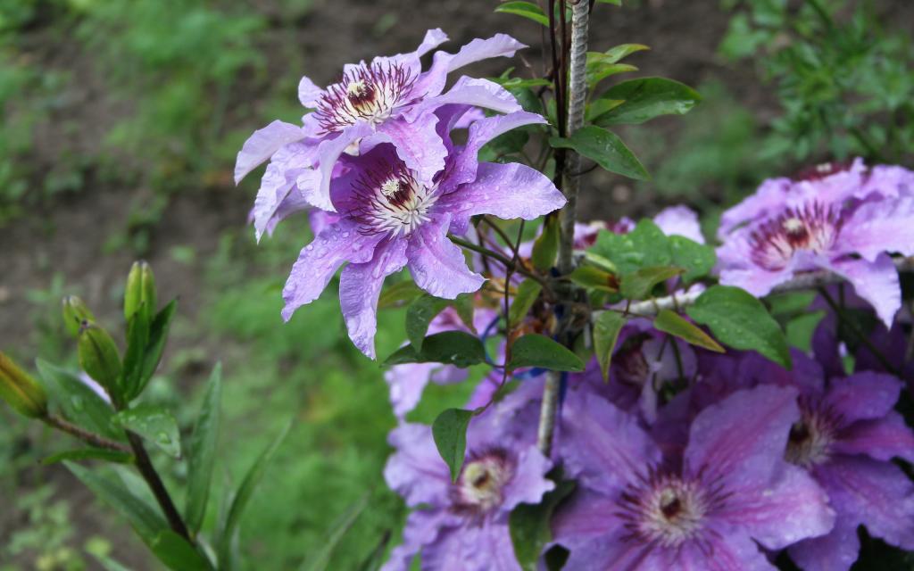 紫色铁线莲特写