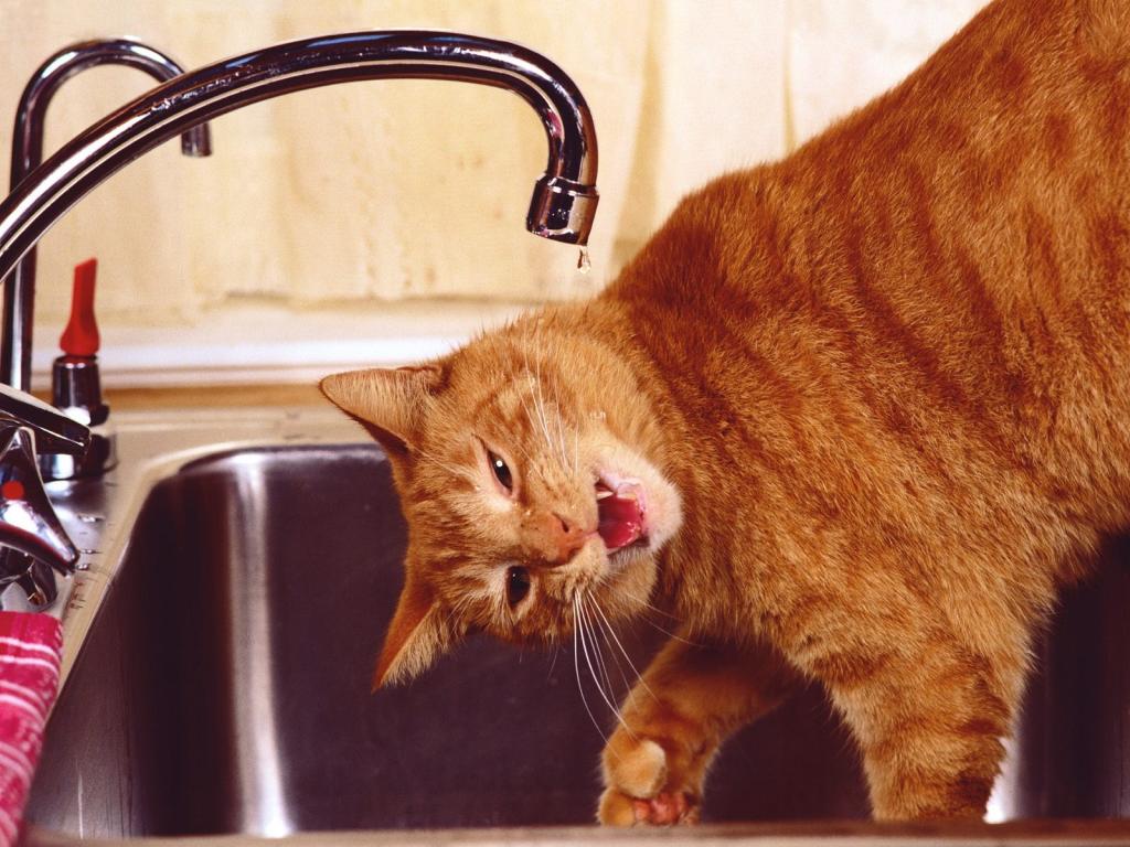 圣诞夜猫咪写真