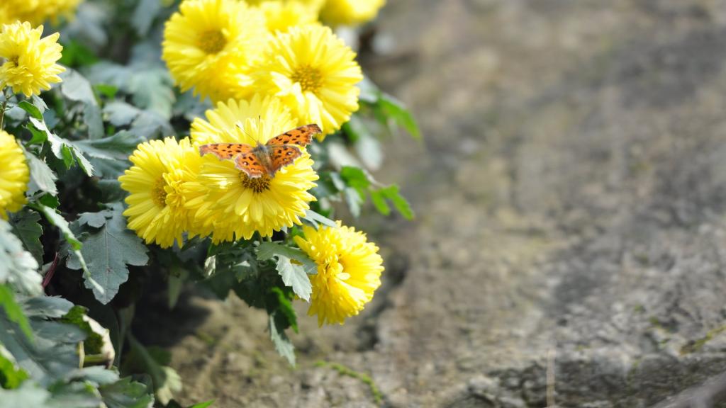 花园里盛开的鲜花