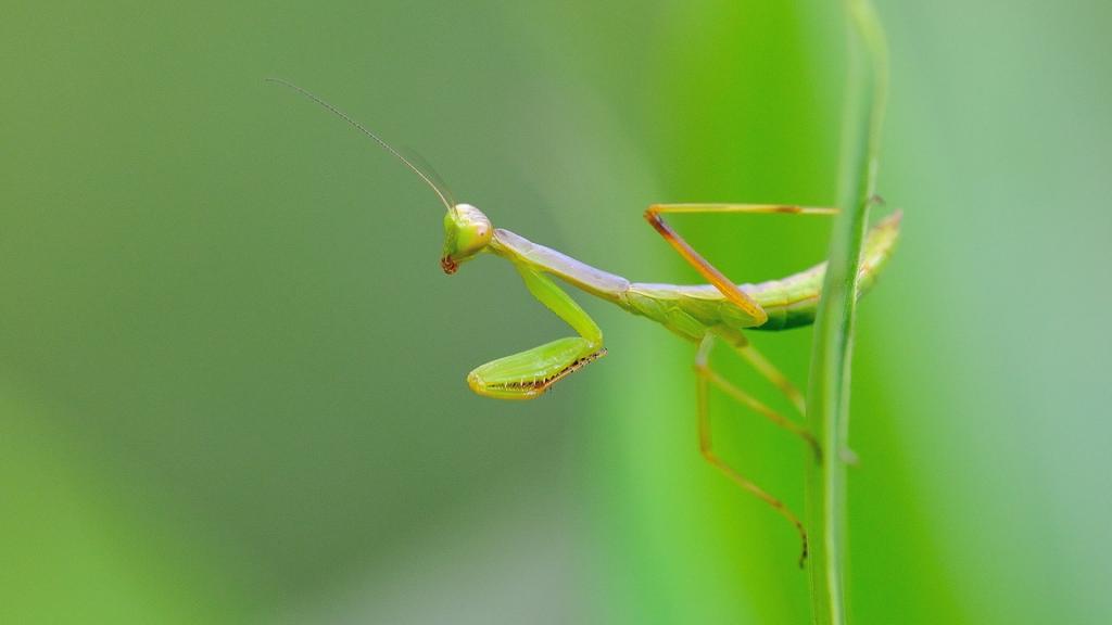 唯美的螳螂