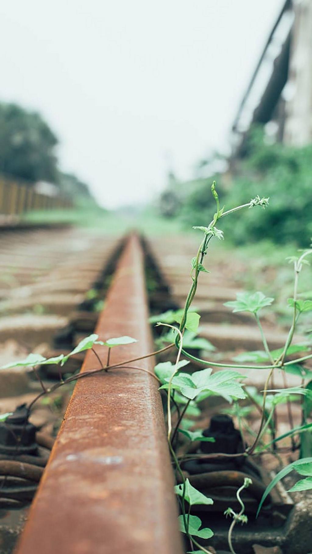 小清新植物静物