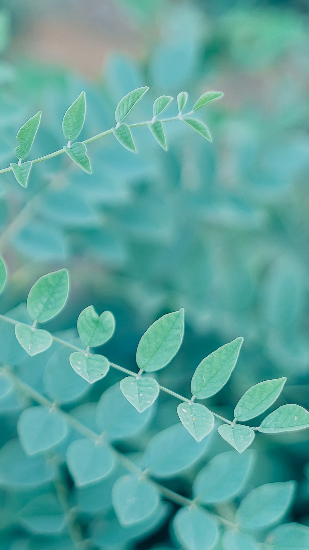 绿色小清新唯美小花朵