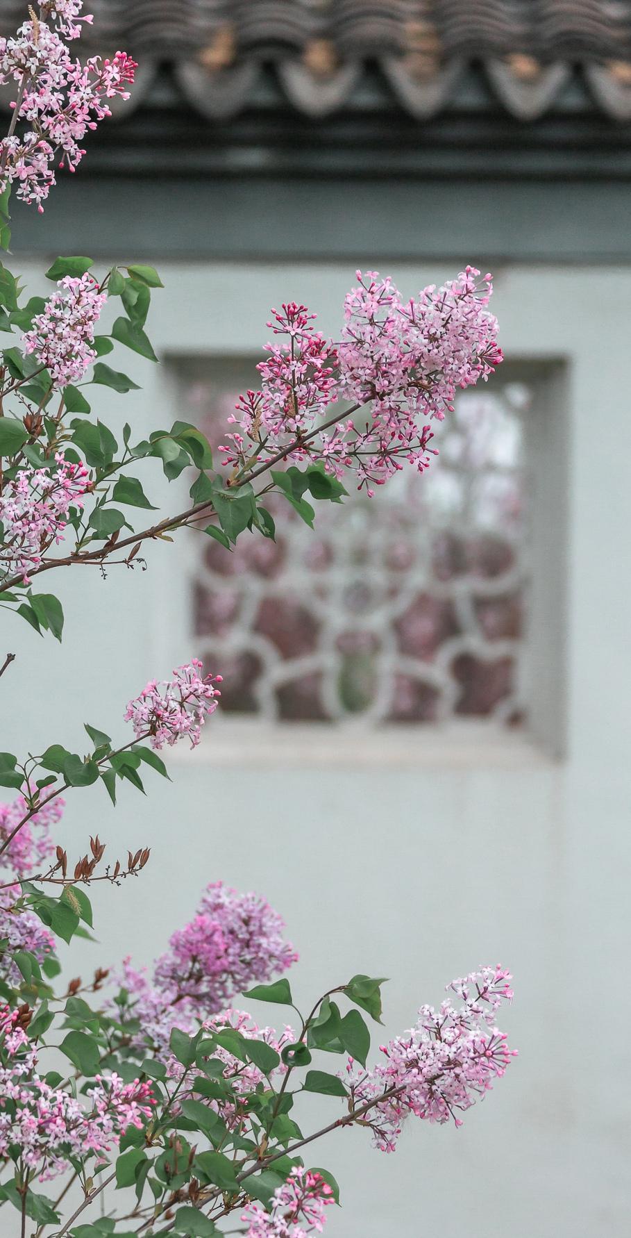 2020京城繁花,忆江南丁香花