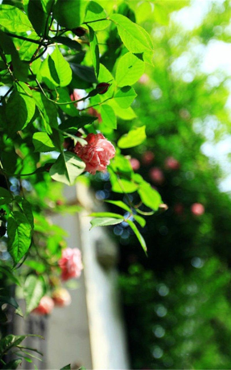 小清新植物盆栽