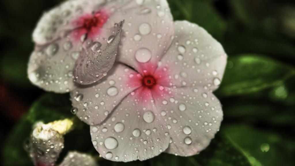 各色各样的娇花