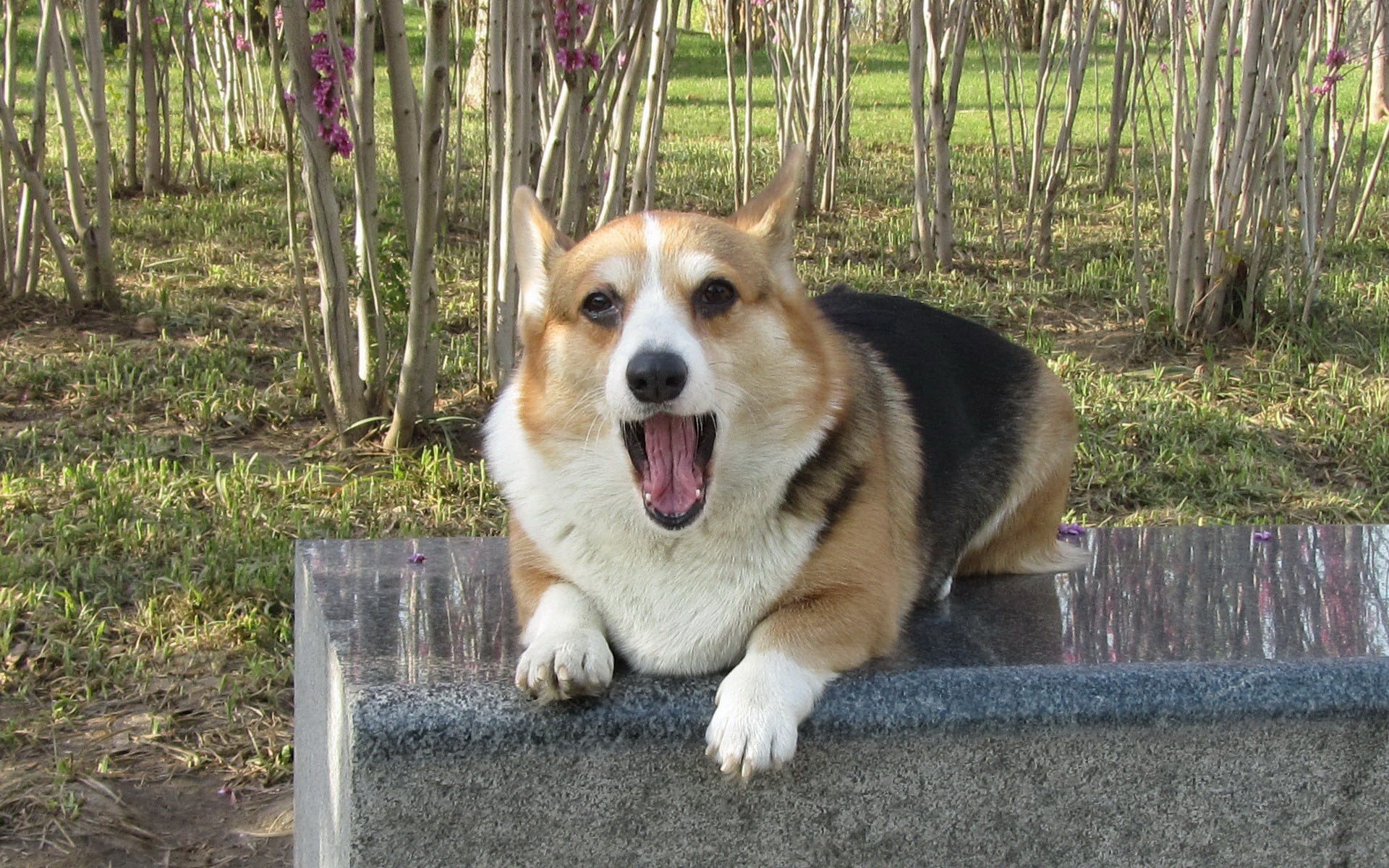 可爱的威尔士柯基犬图片