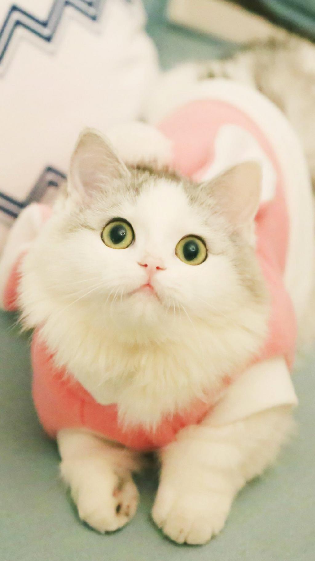 超萌兔耳朵小猫