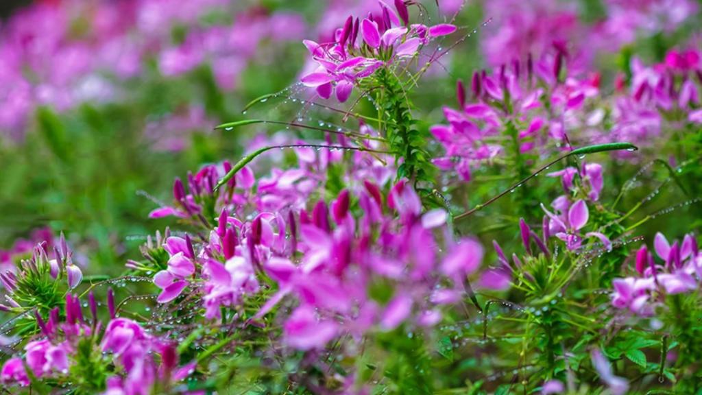 柔美醉蝶花壁纸，喜新厌旧是人的天性，让你常年累月的看着同一款桌面壁纸，难免会产生视觉疲劳，这时换一款新的壁纸是不是你迫切的需要呢？