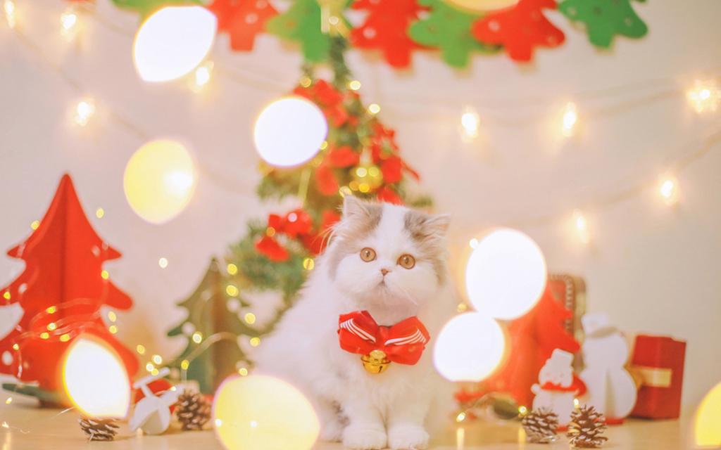 超有趣的小猫咪