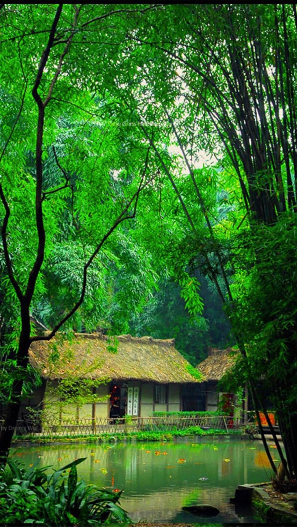 护眼小清新竹子